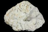Fossil Crinoid (Eucalyptocrinites) Holdfast - Indiana #154209-2